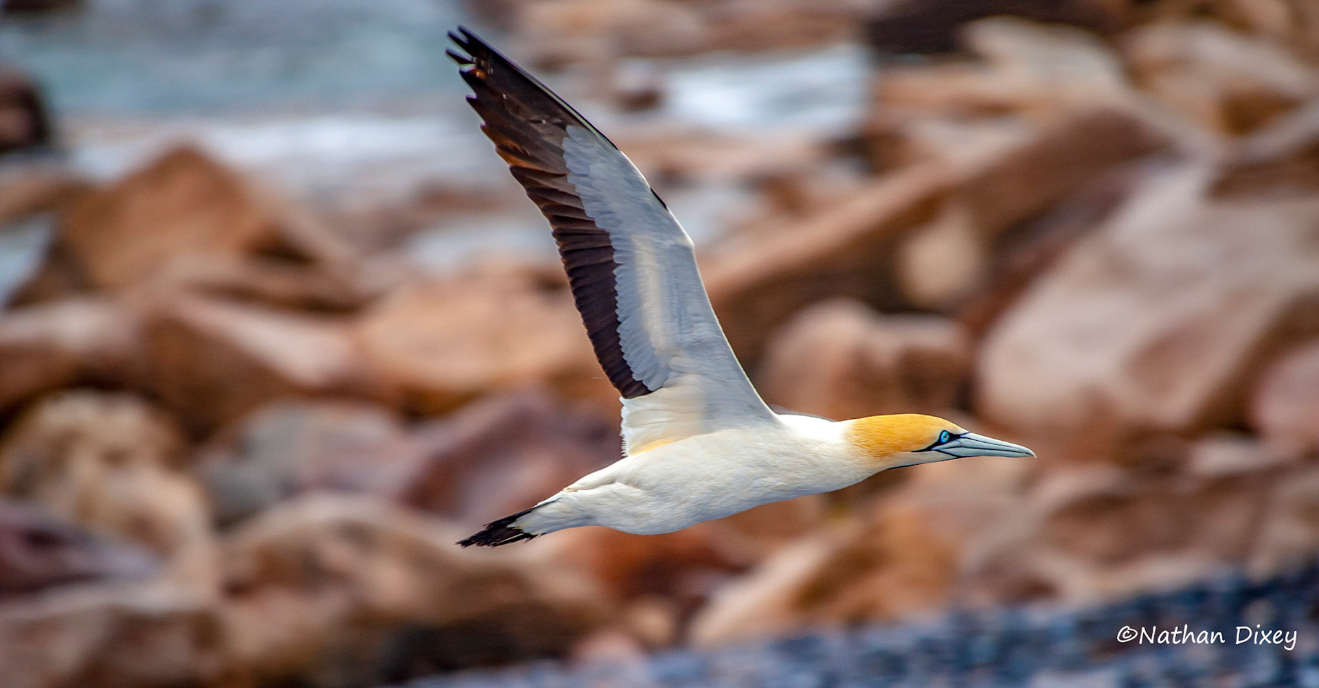 Cape Gannet, Bird Island, Lambertsbaai, Western Cape, South Africa (2010)
