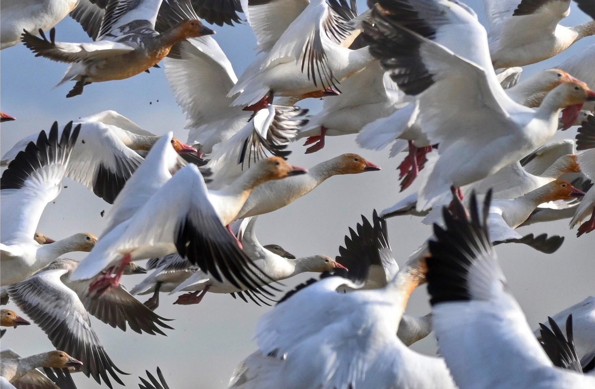 In the Flock -- CLIFF UNGAR