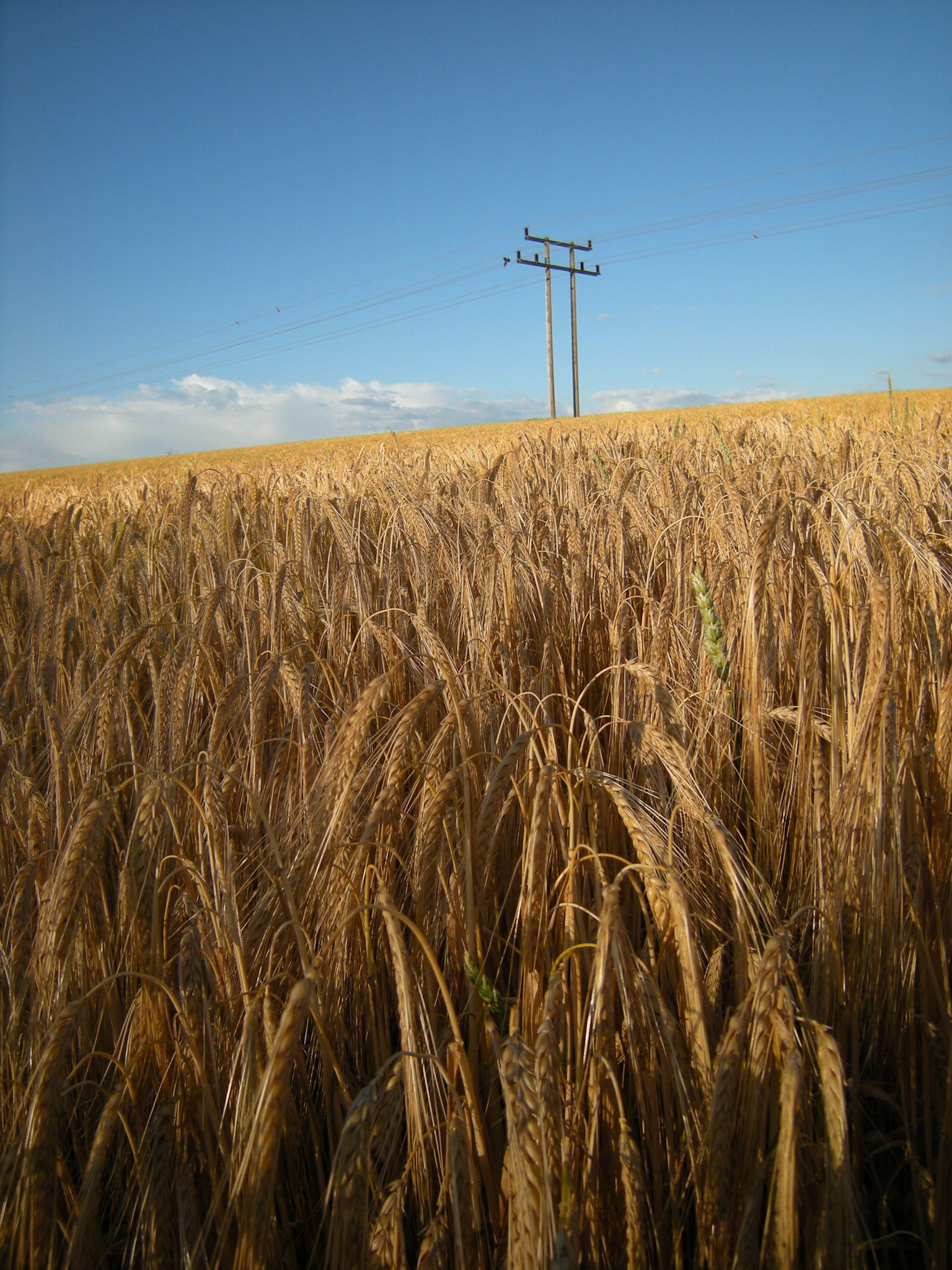 Power lines over wheat, St Albans