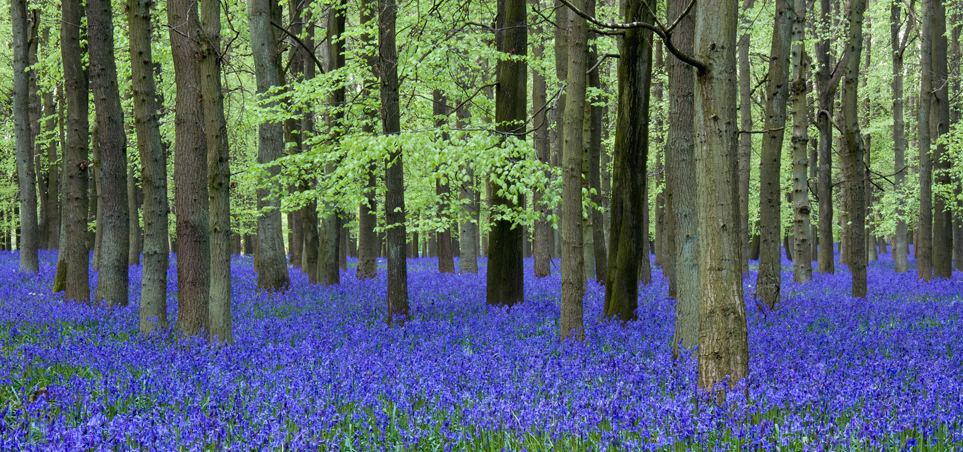 Ashridge Bluebells, Dockey Wood