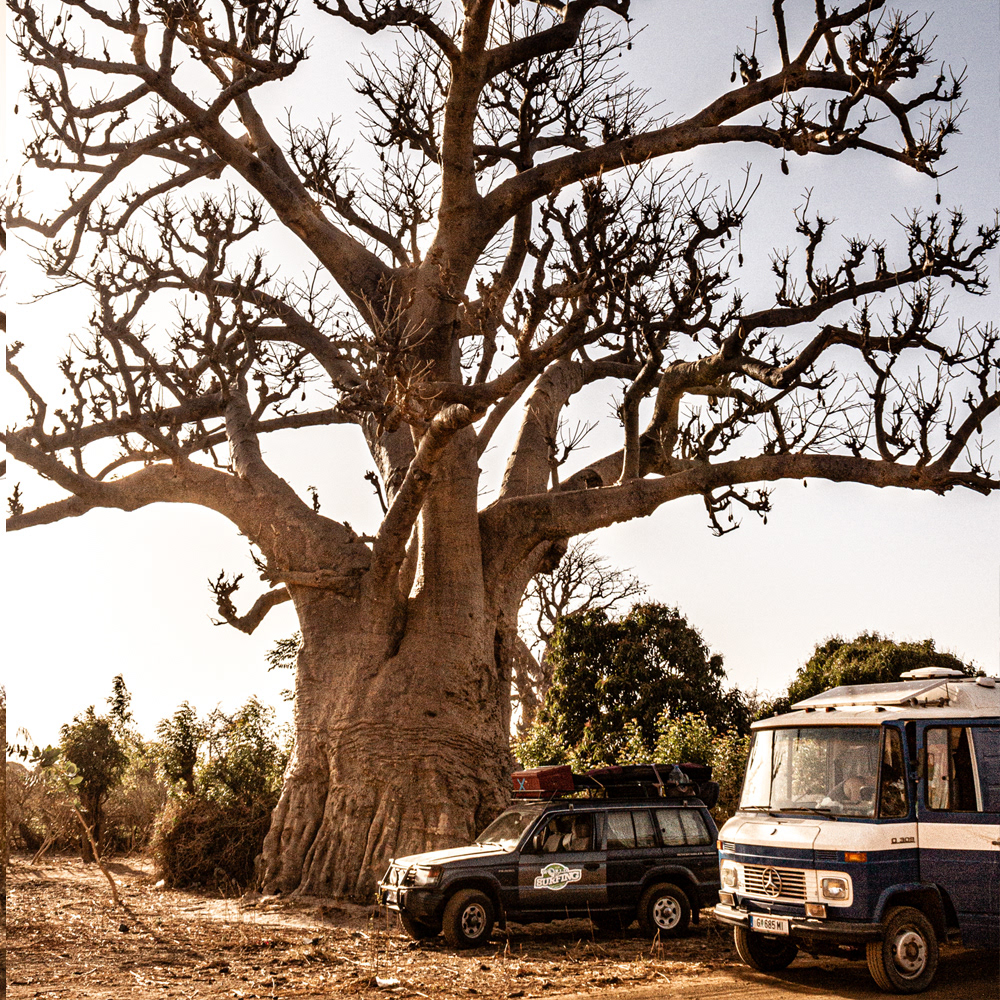 Ein Baobabbaum am Straßenrand
