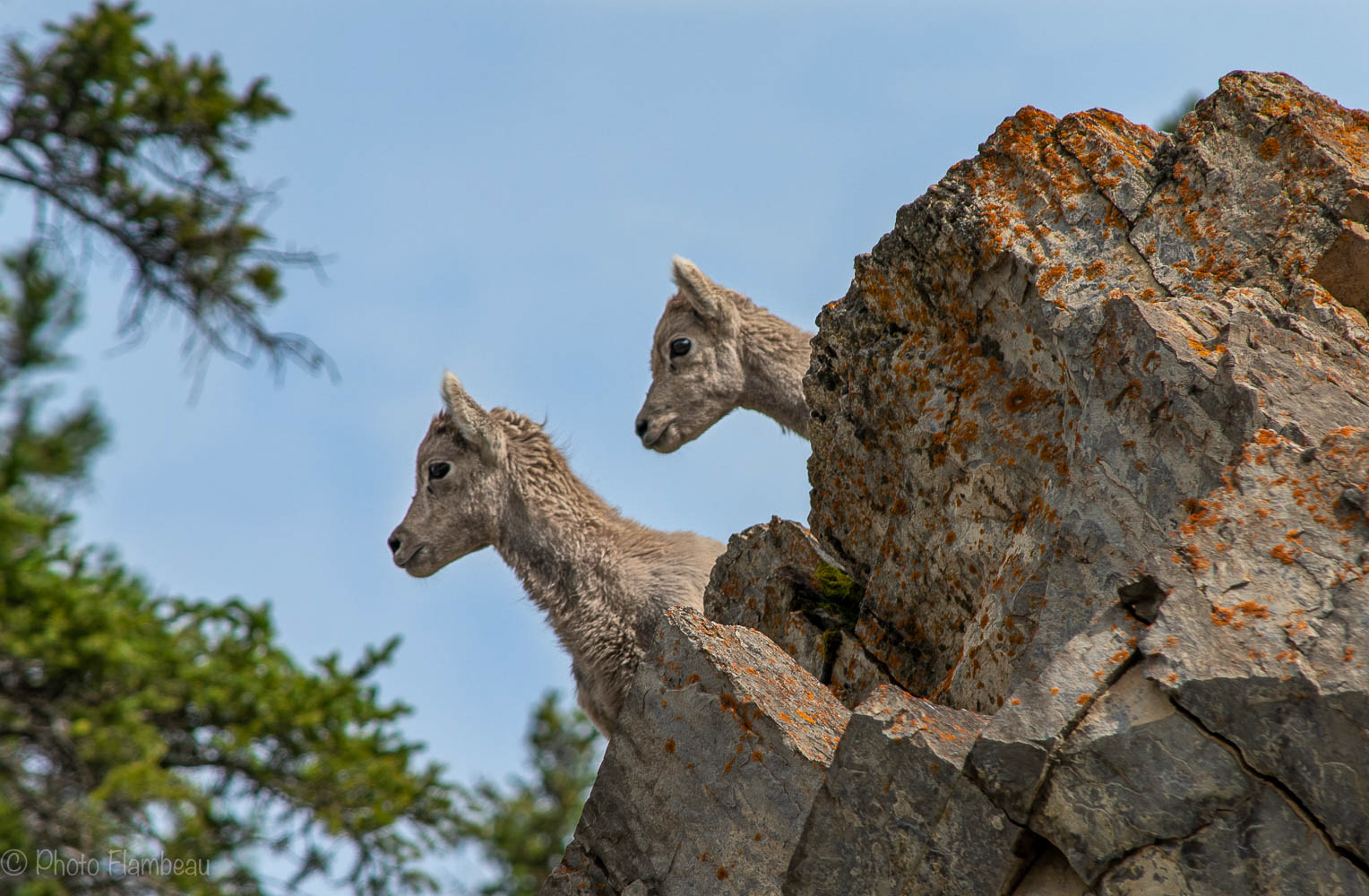 Twin Bighorn Sheep