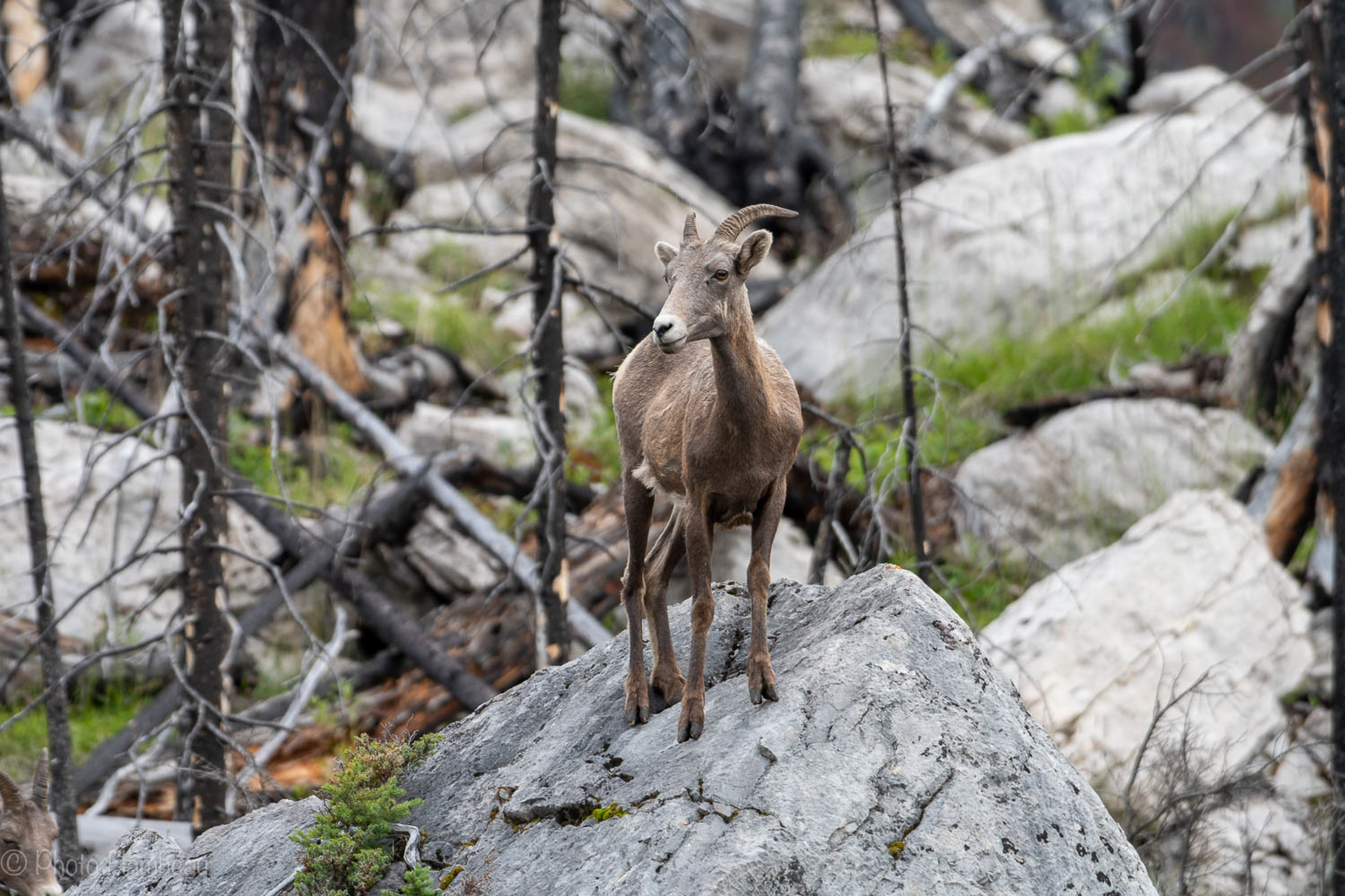 Female bighorn sheep