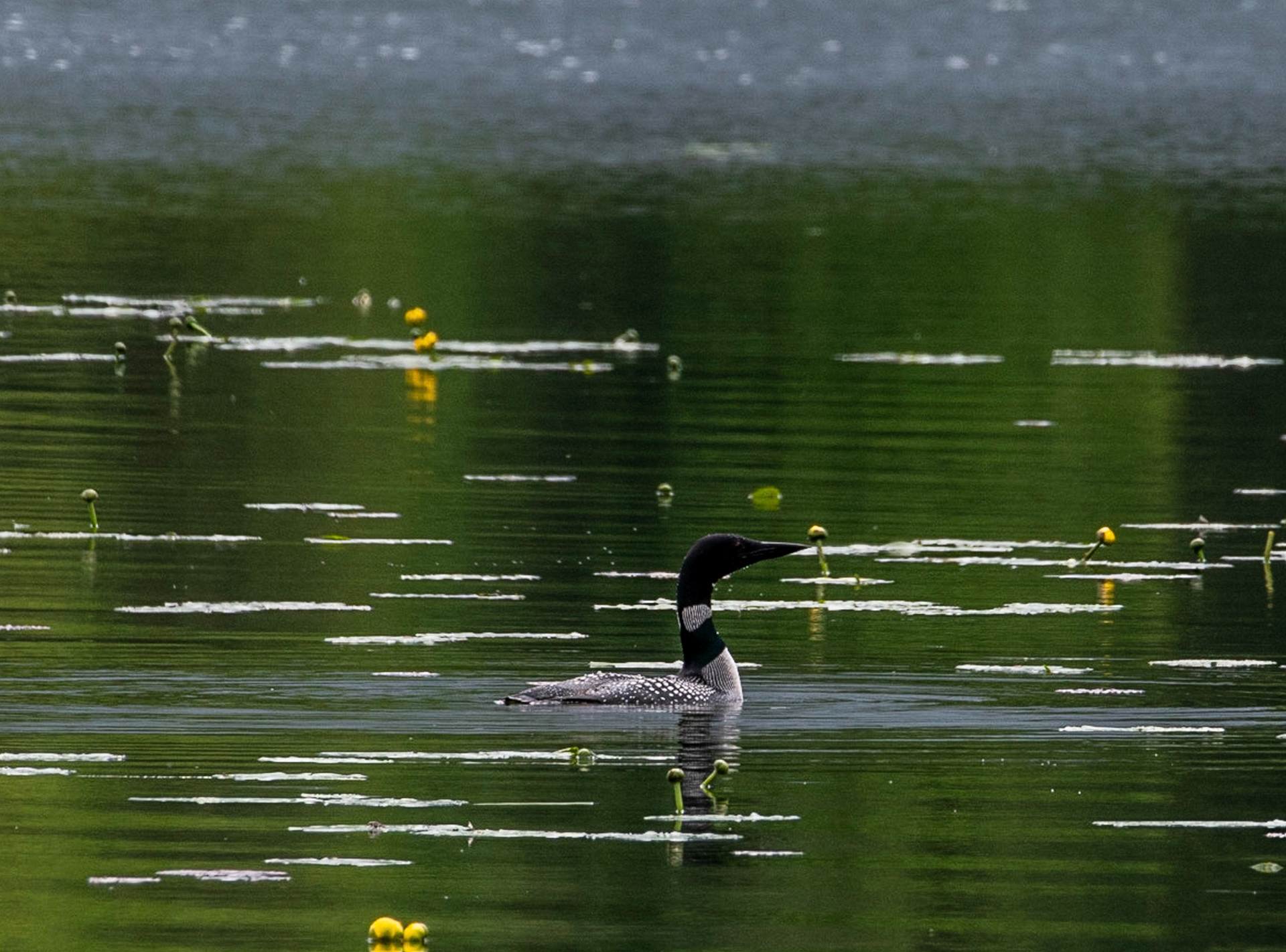 Loon in lake
