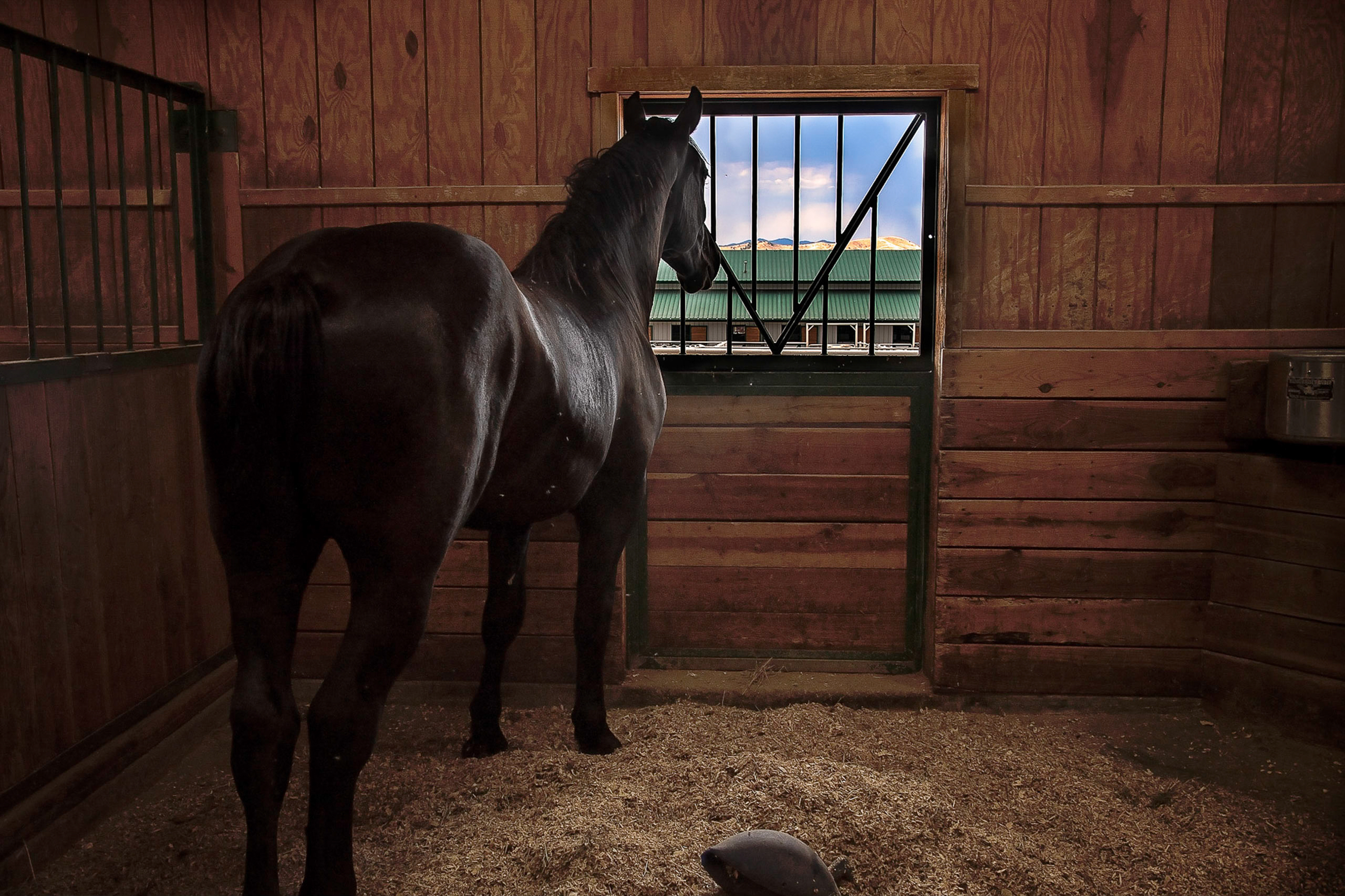 Longing to run