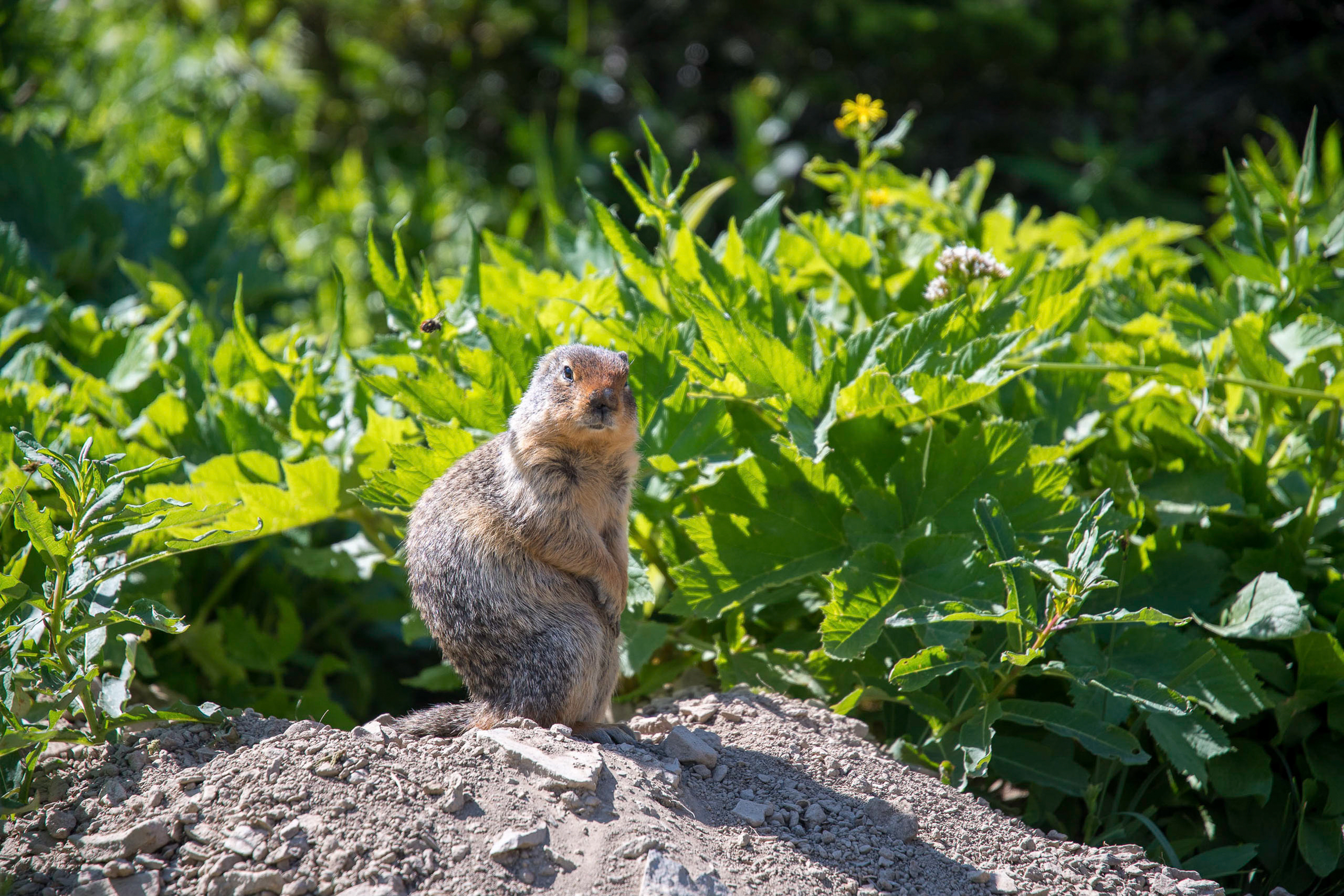 Large ground squirrel