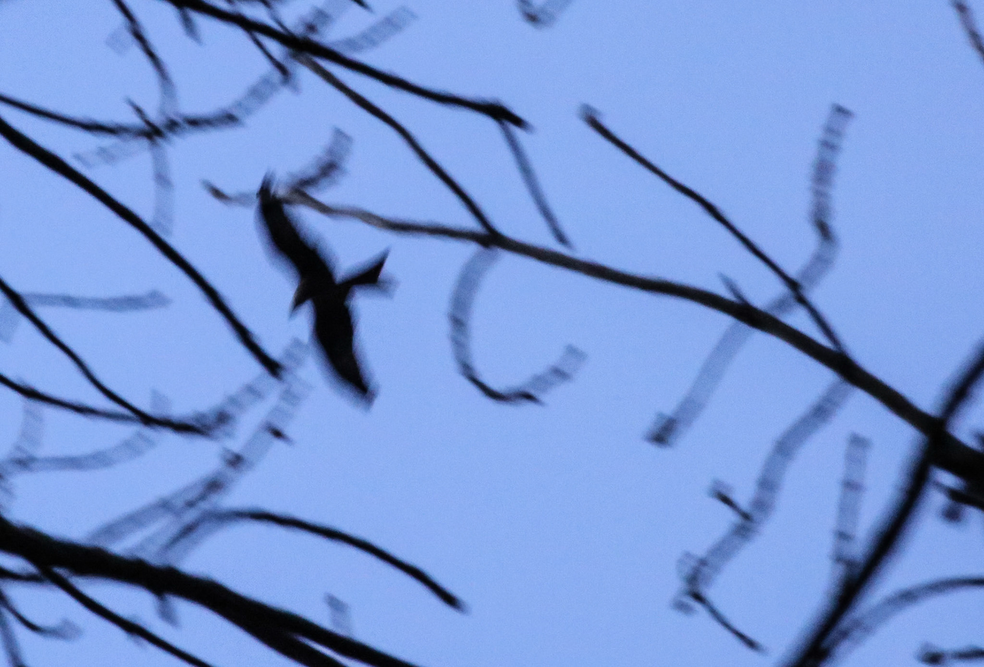 Kite