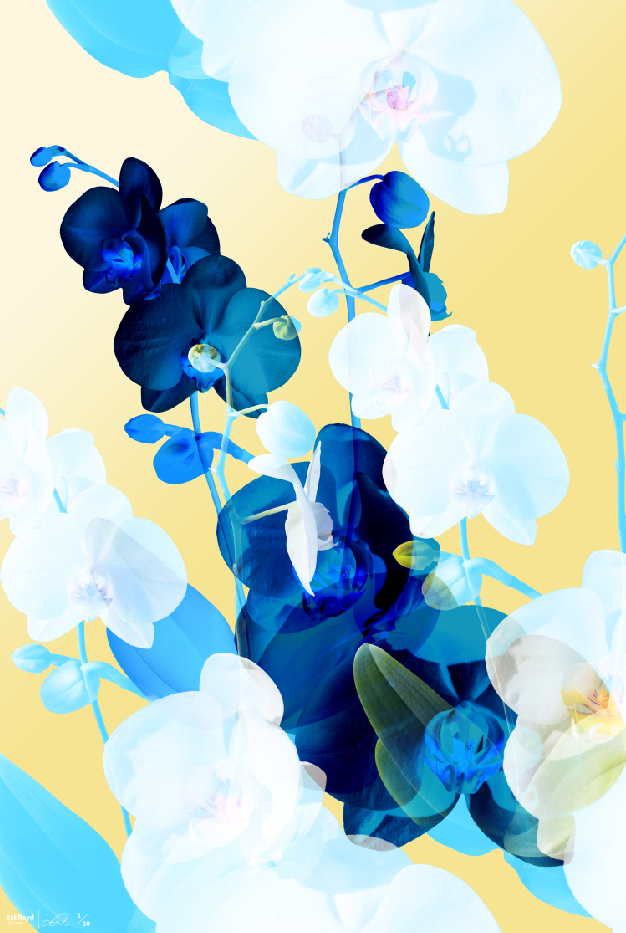 Bouquet III, digital composite, 22" x 30", 44" x 60".