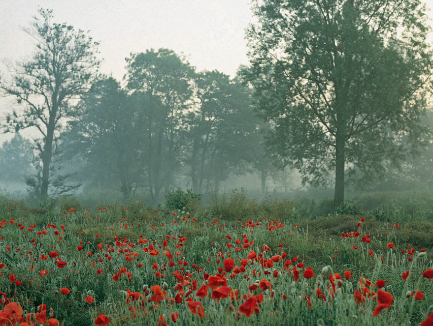 Poppies – Housing a Forest