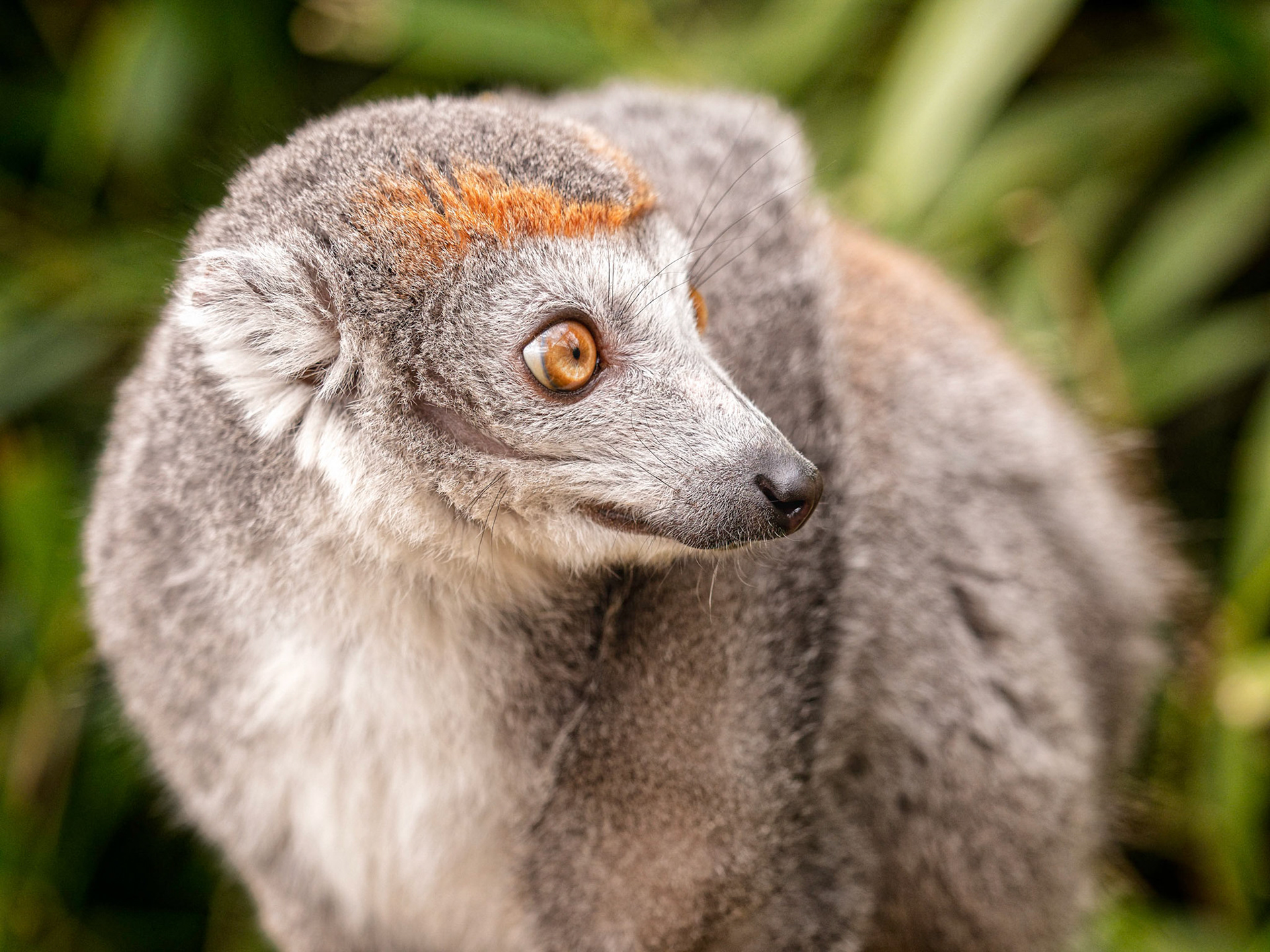 A female crowned lemur