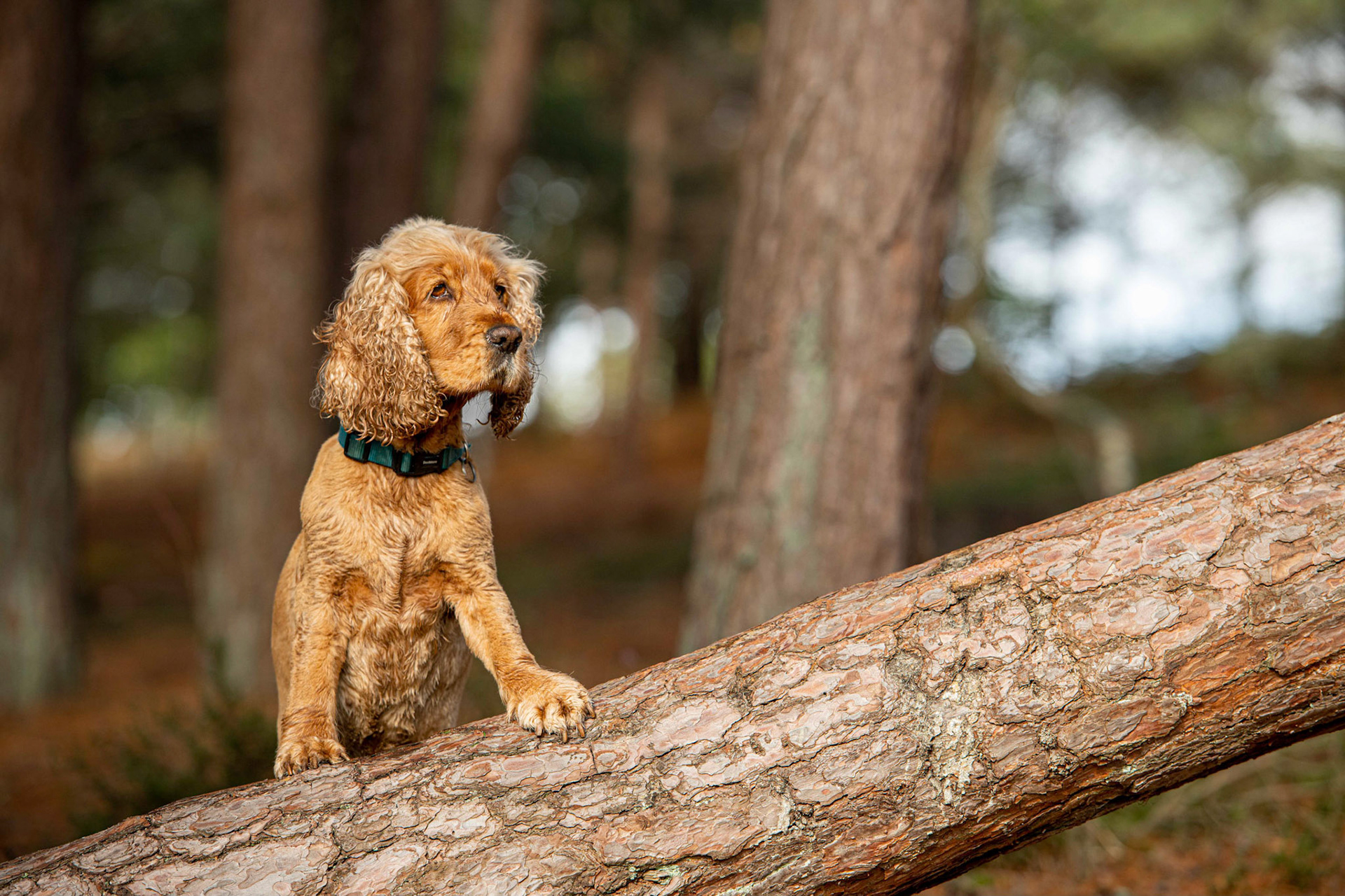 Surrey Dog Photography