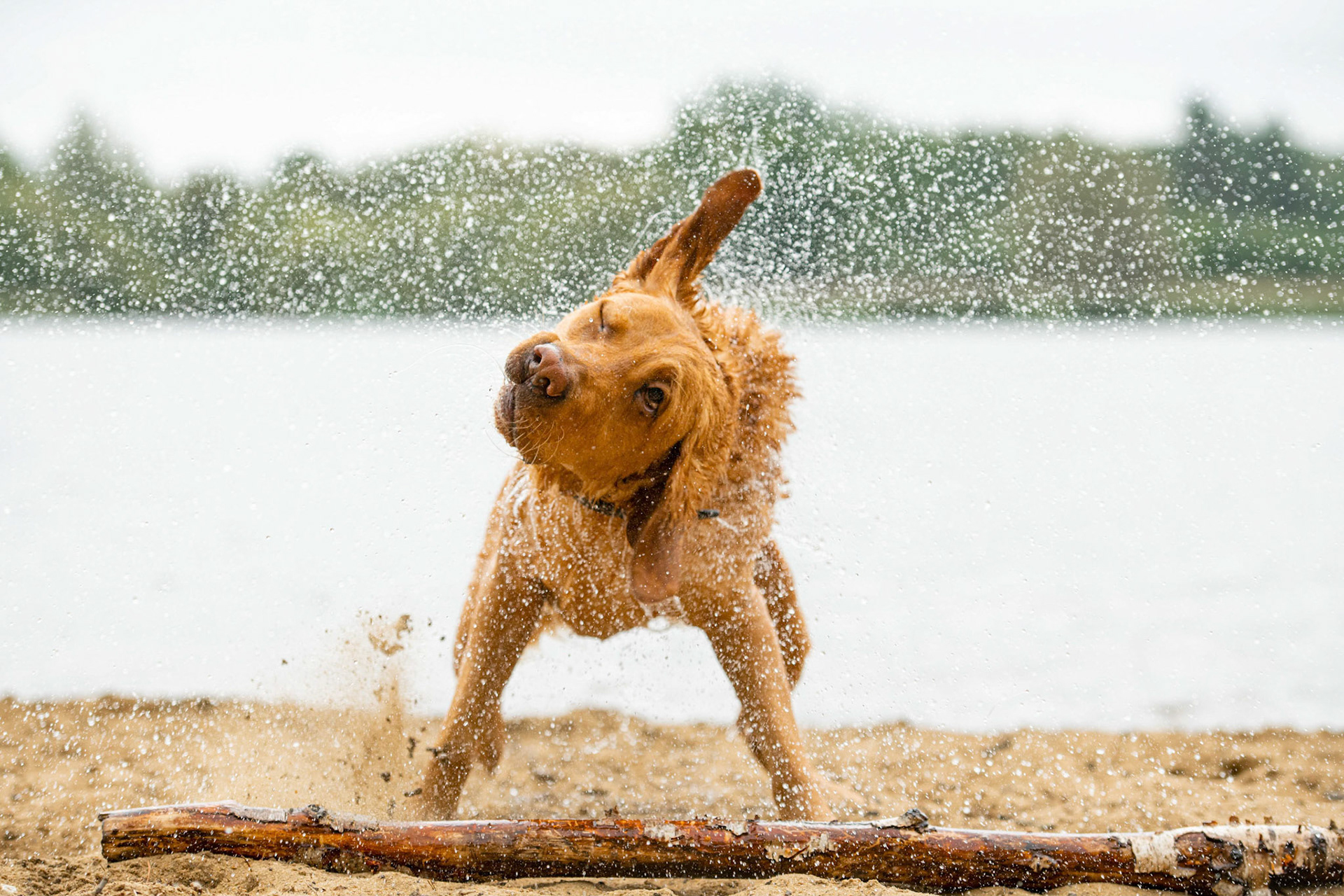 Surrey Dog Photography
