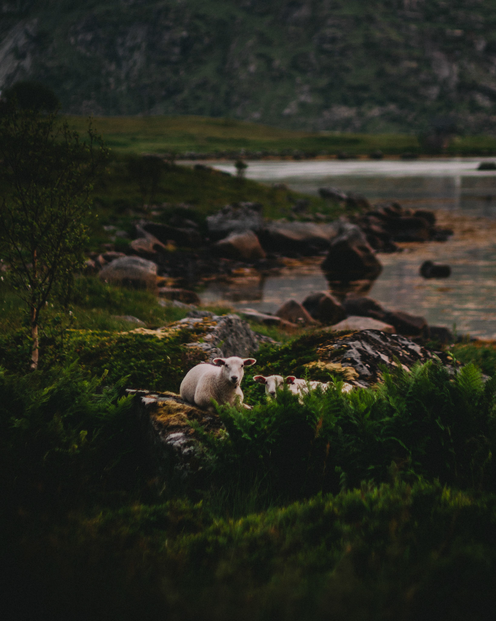 Sheep beside a lake in Lofoten, Norway, July 2016, Sony A7RII.