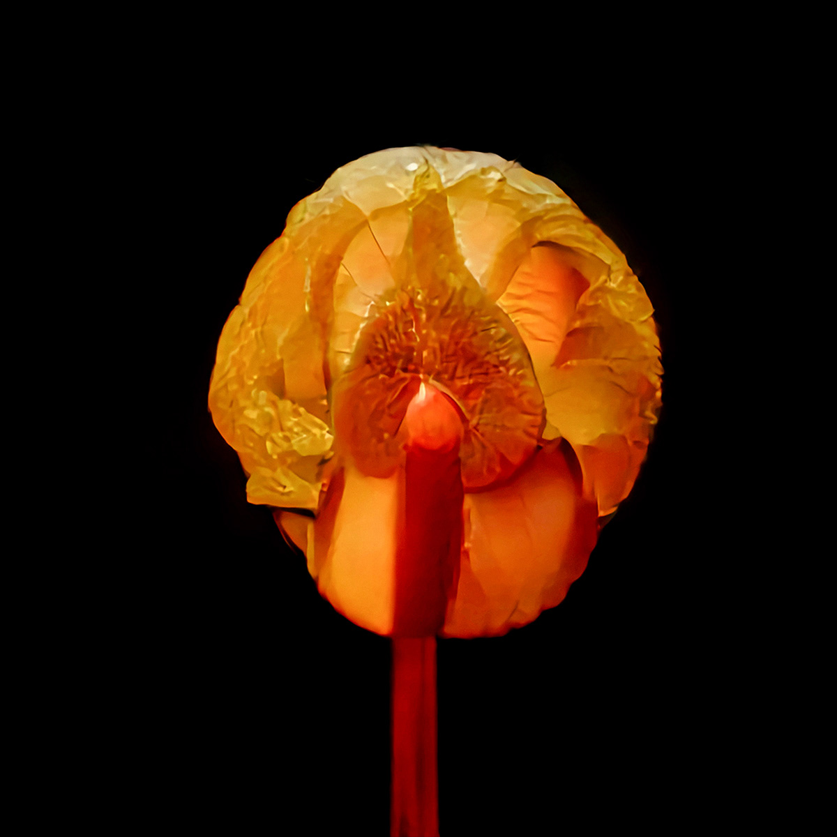 Praretta Aispiphrebore, "Monk's Berry"