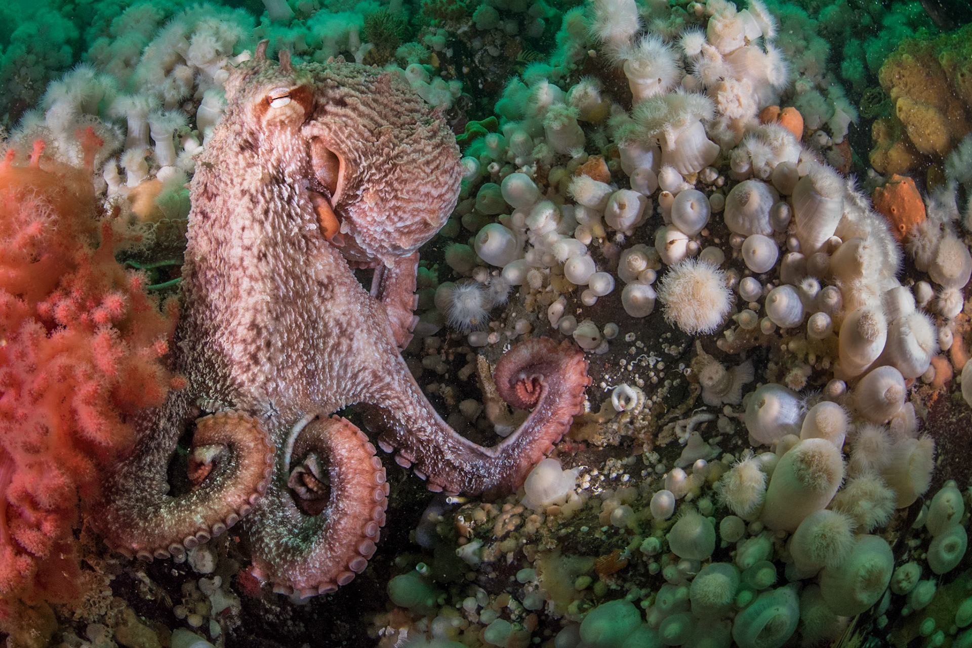 Giant Pacific Octopus, Hurst Island, BC