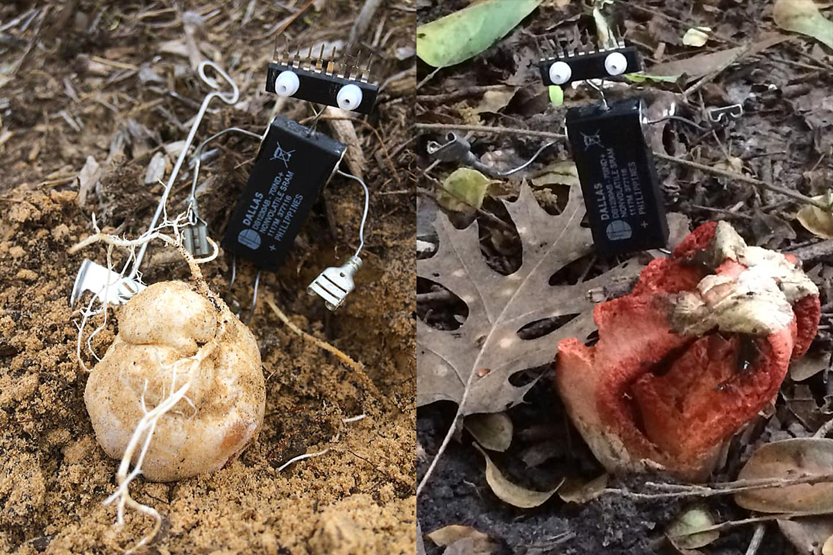 Stinkhorn Egg and Mushroom Photos