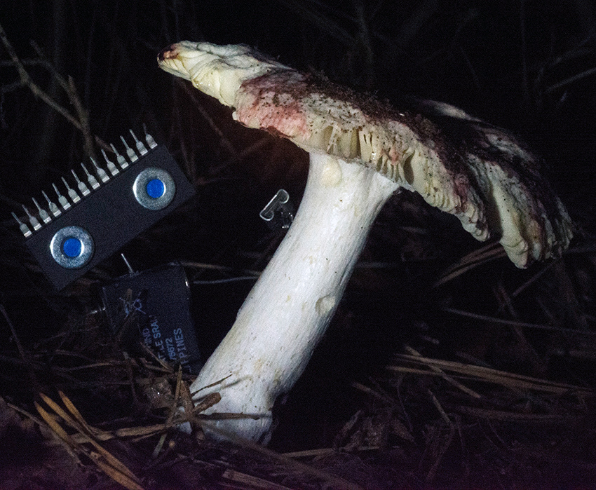 Creature hiding under wild mushroom in the dark forest