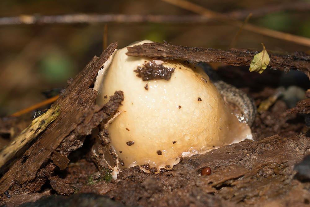 Stinkhorn Mushroom Egg