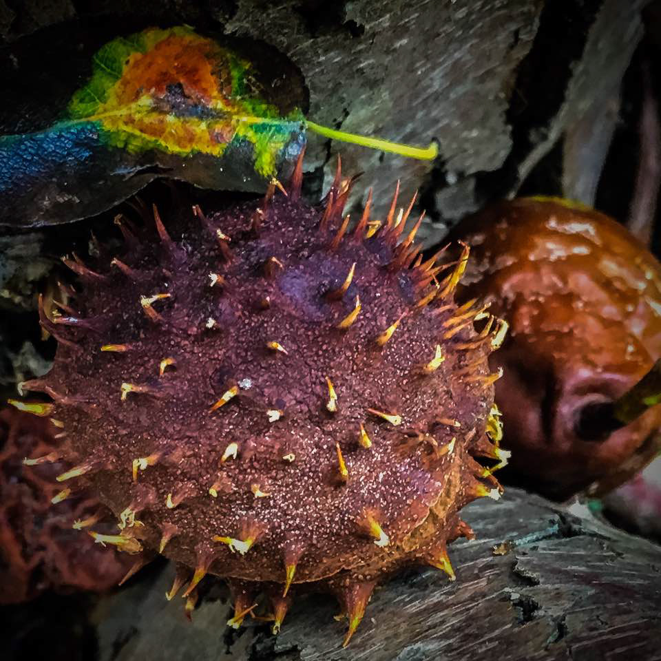 Decaying Fruits