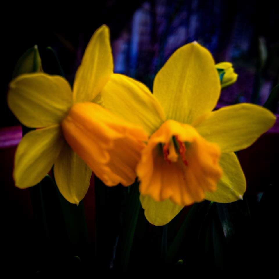 Daffs