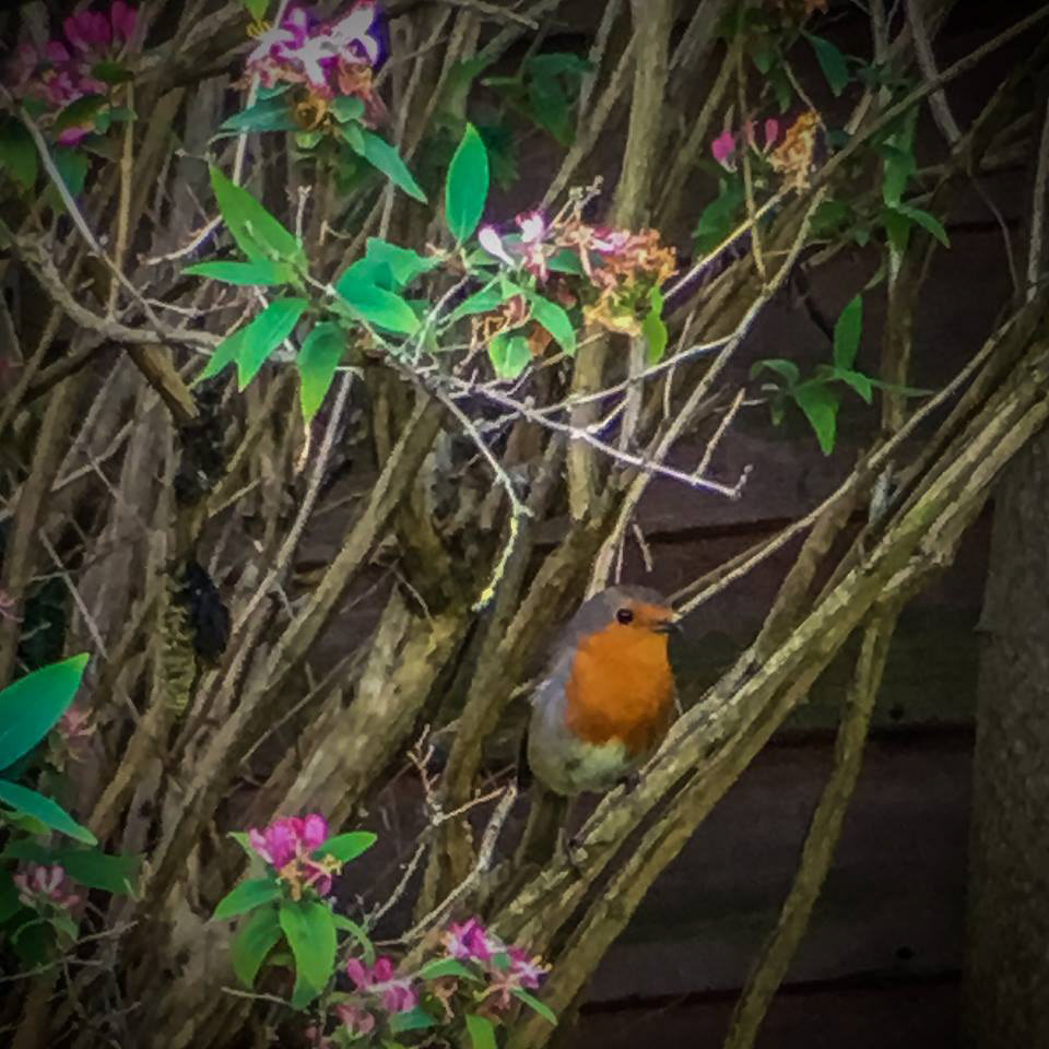 Robin Redbreast