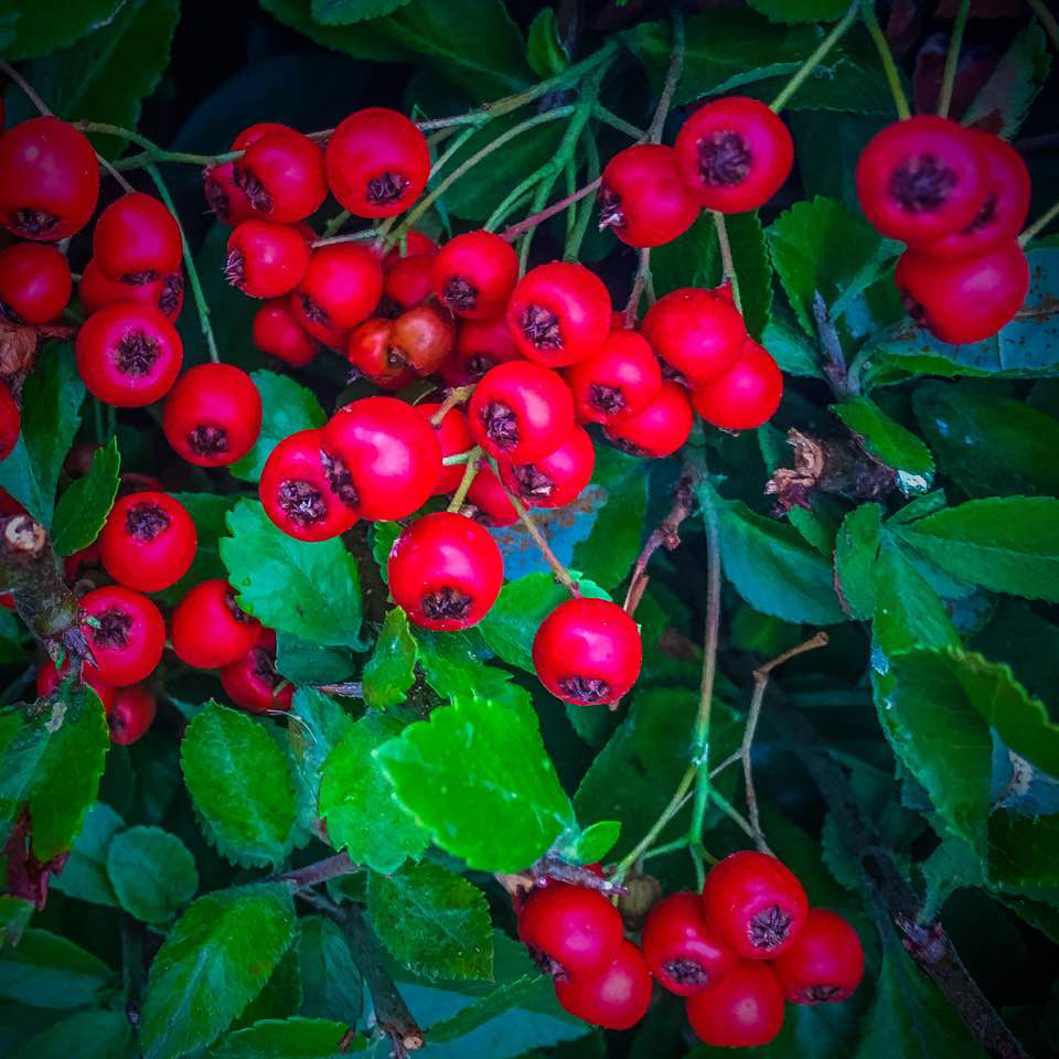 Hawthorne Berries