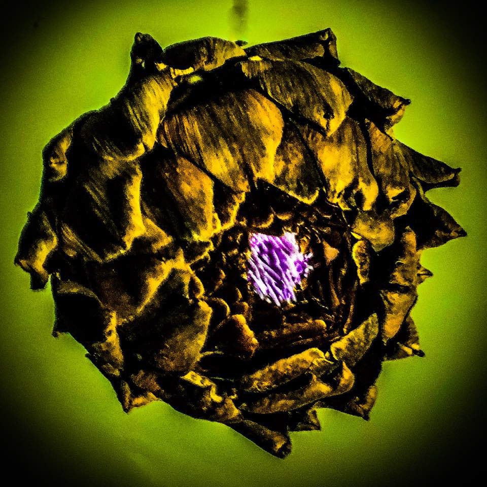 Artichoke