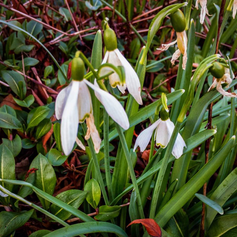Snowdrops