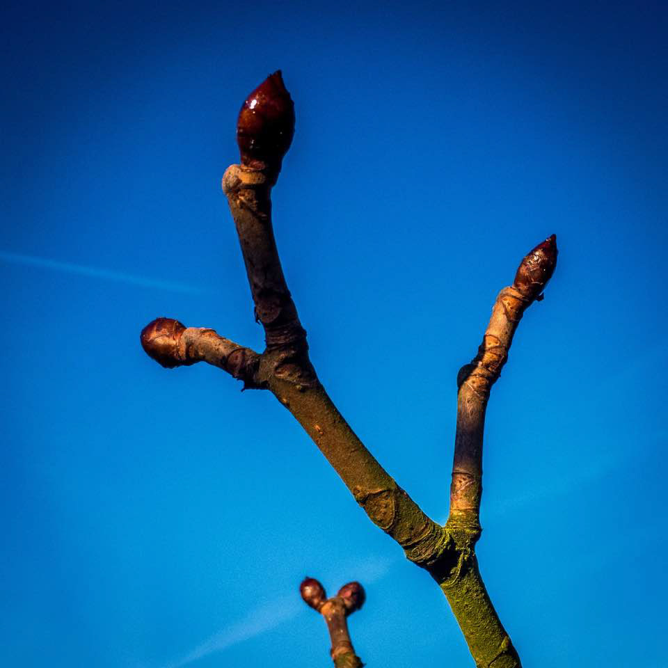 Chestnut Buds