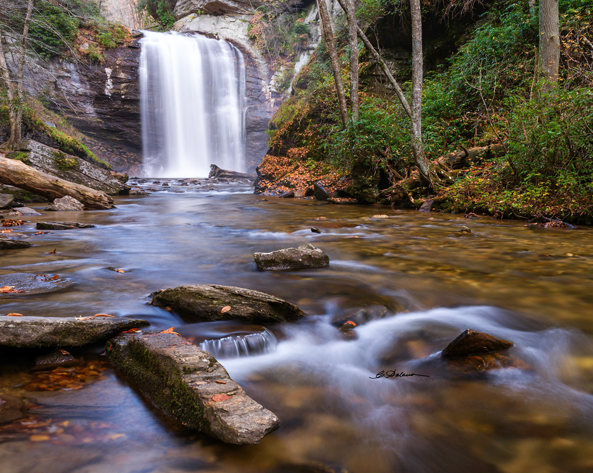Pisgah National Forest