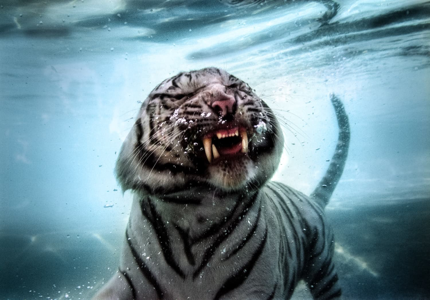 White Bengal Tiger diving underwater