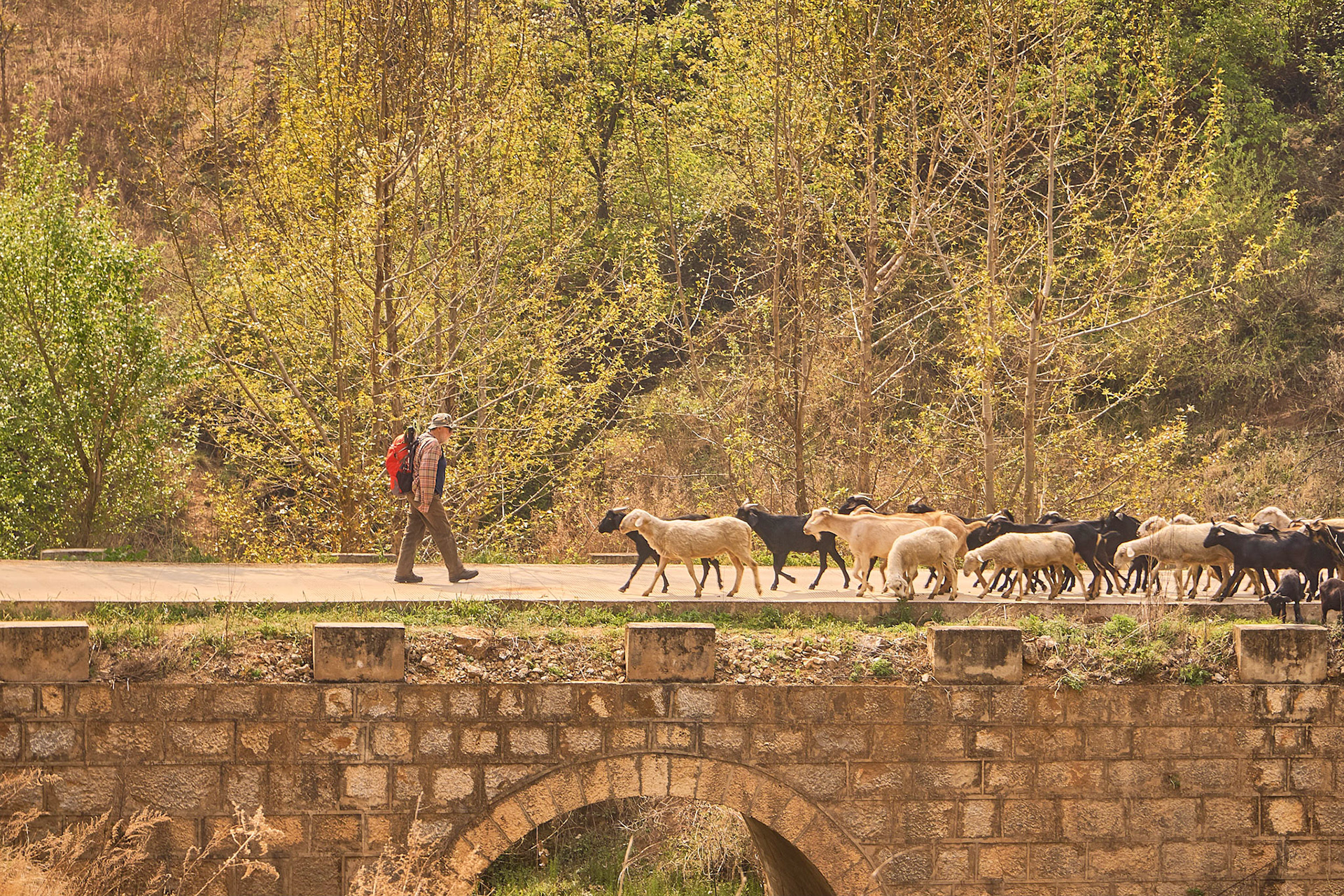 Traveling with mule caravana in Cangshan mountains