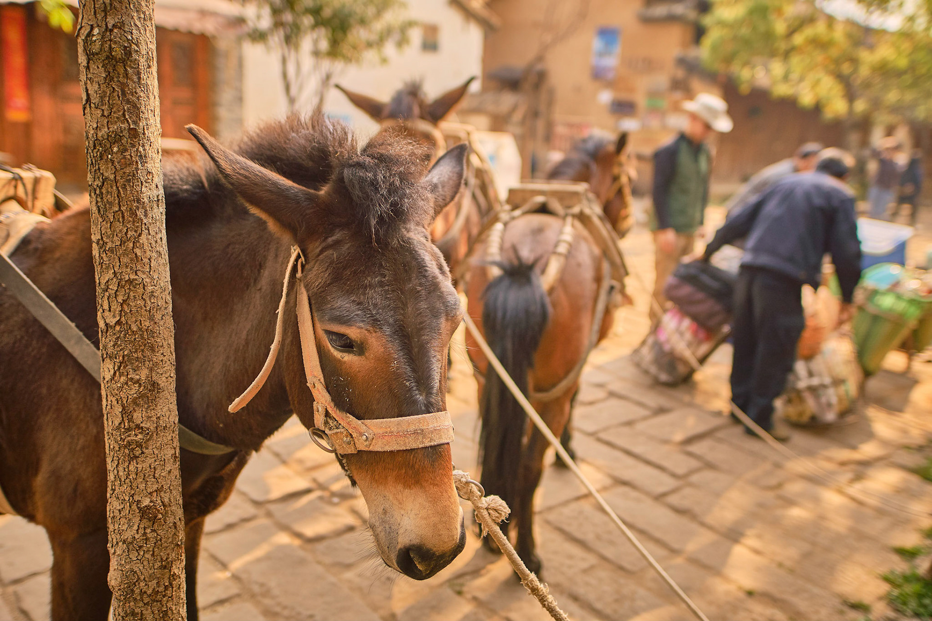 Traveling with mule caravana in Cangshan mountains
