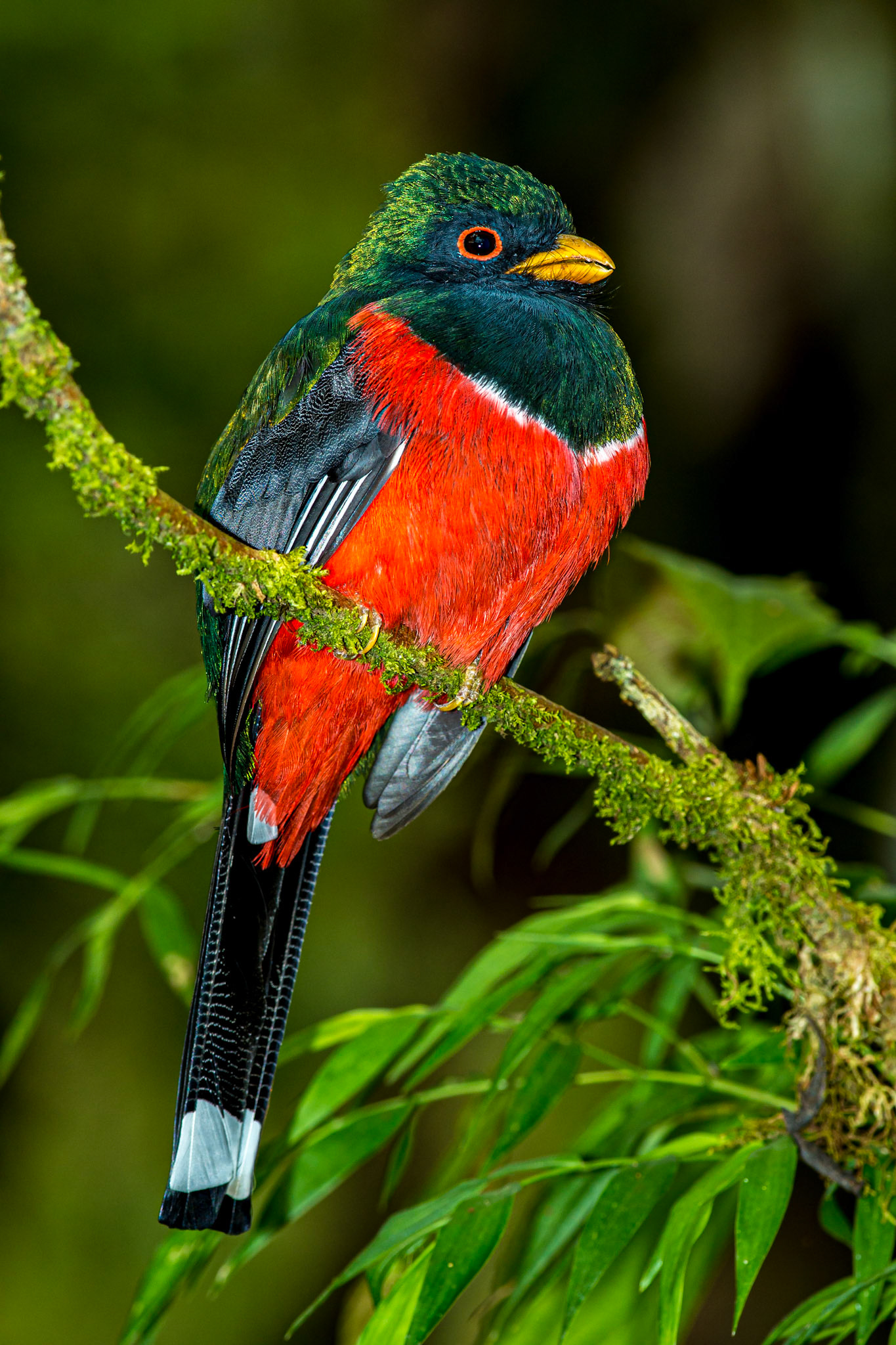 Masked Trogon