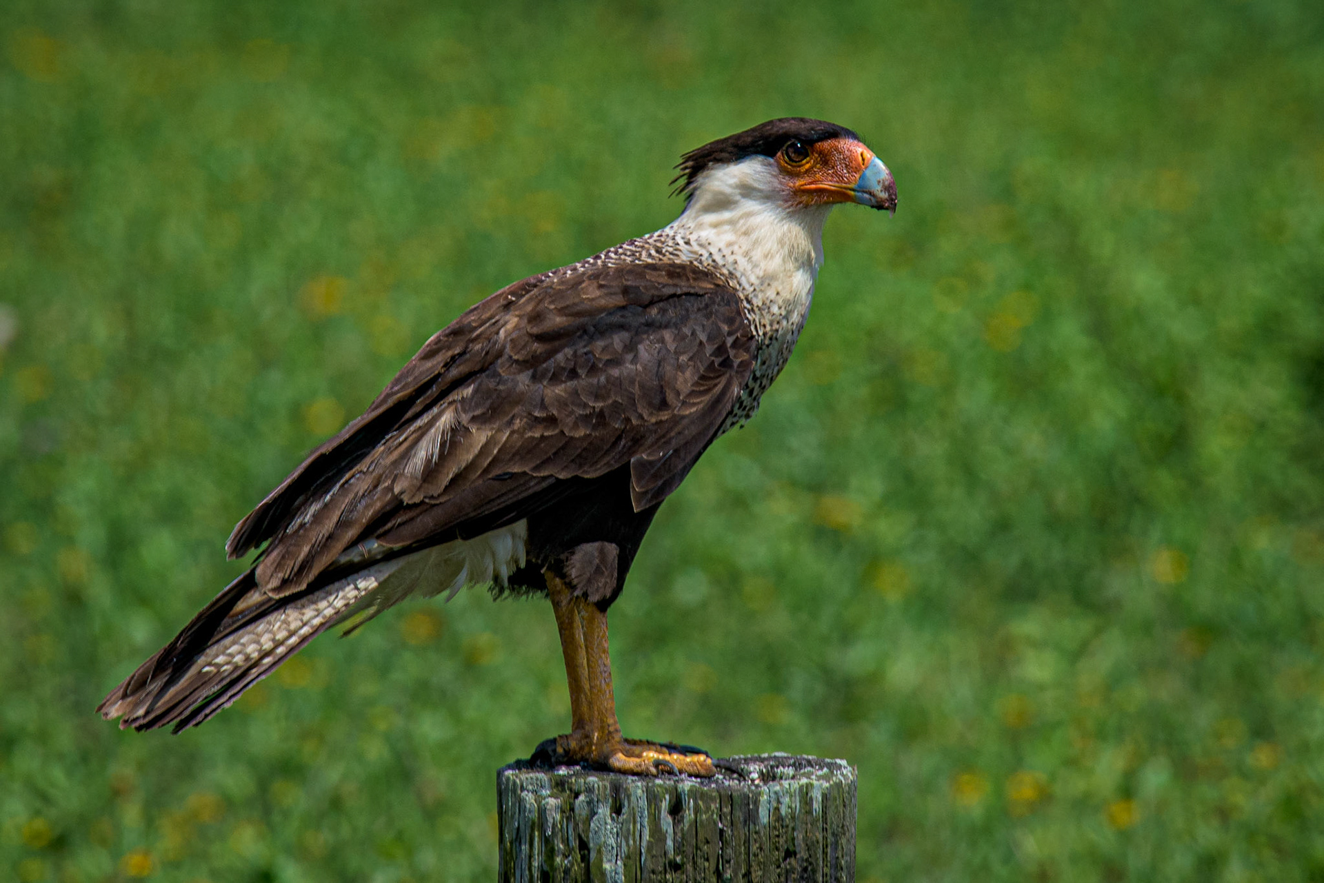 Crested Caracara