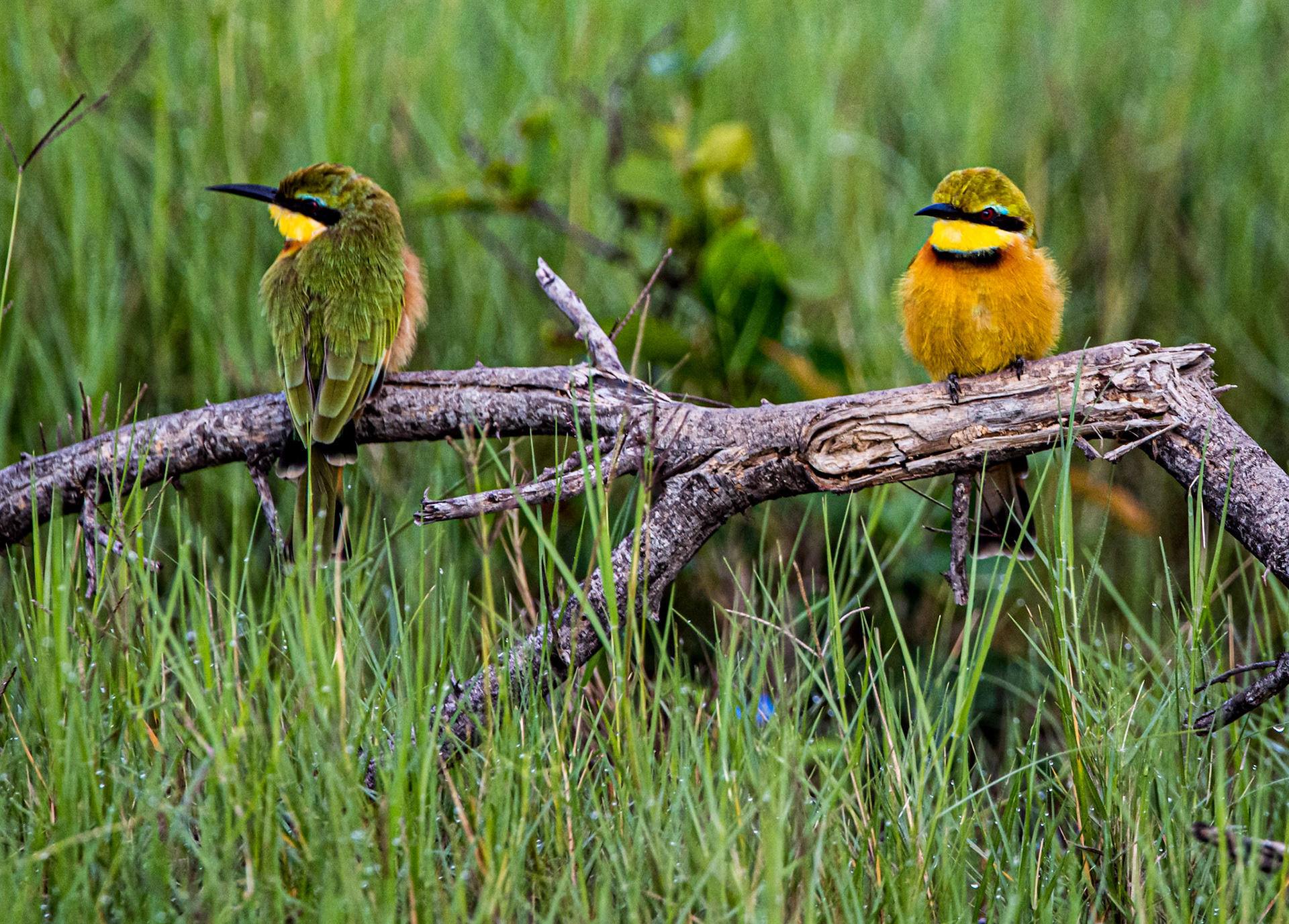 Little Bee-Eater