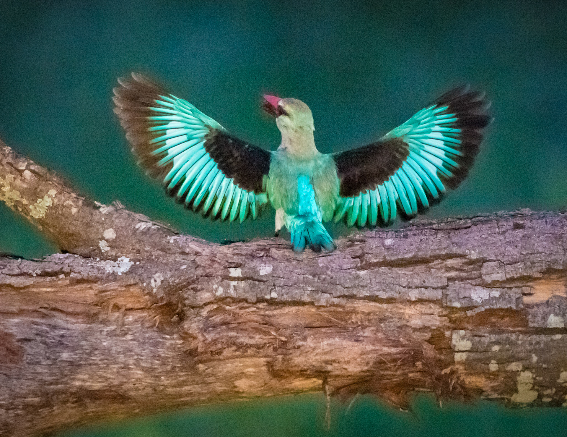 Woodland Kingfisher