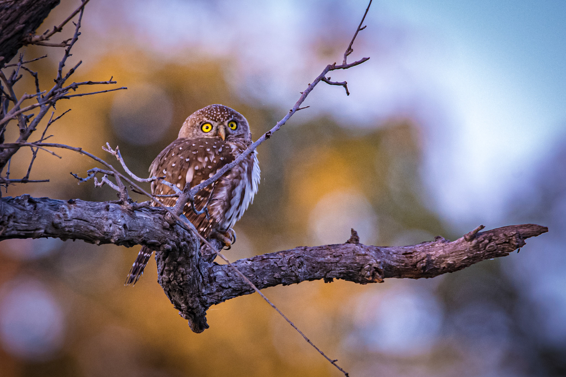 Pearl-spotted Owlet