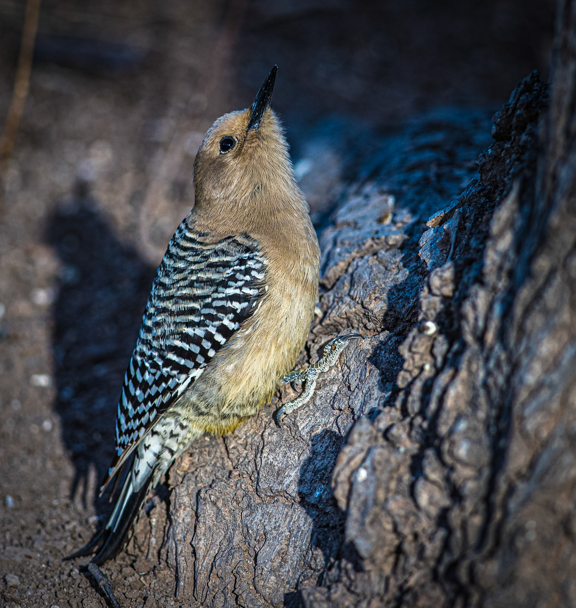 Gila Woodpecker