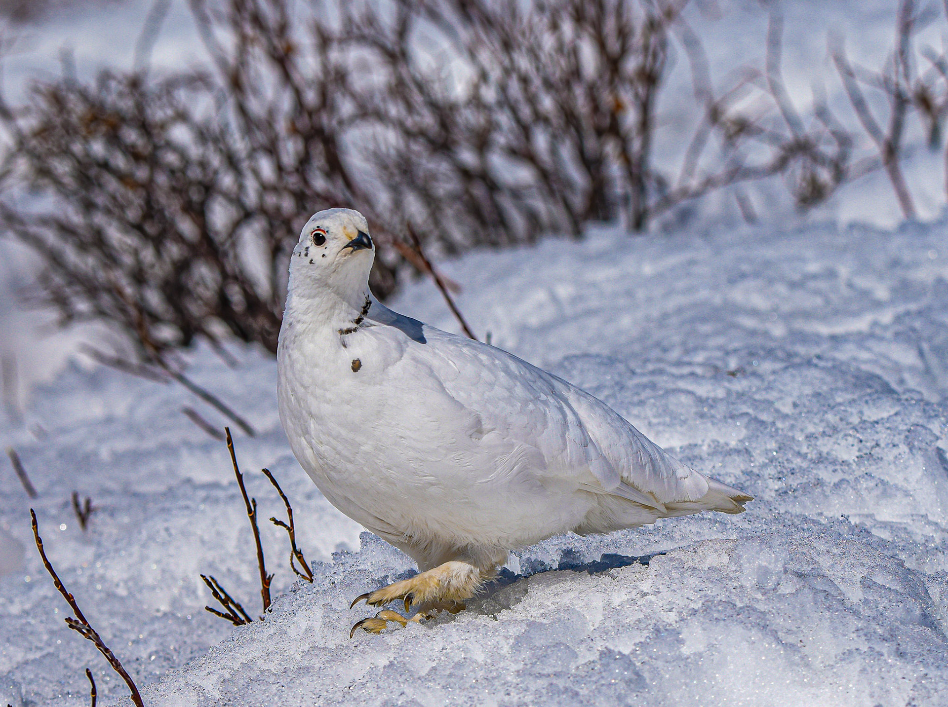 White-tailed Ptarmigan