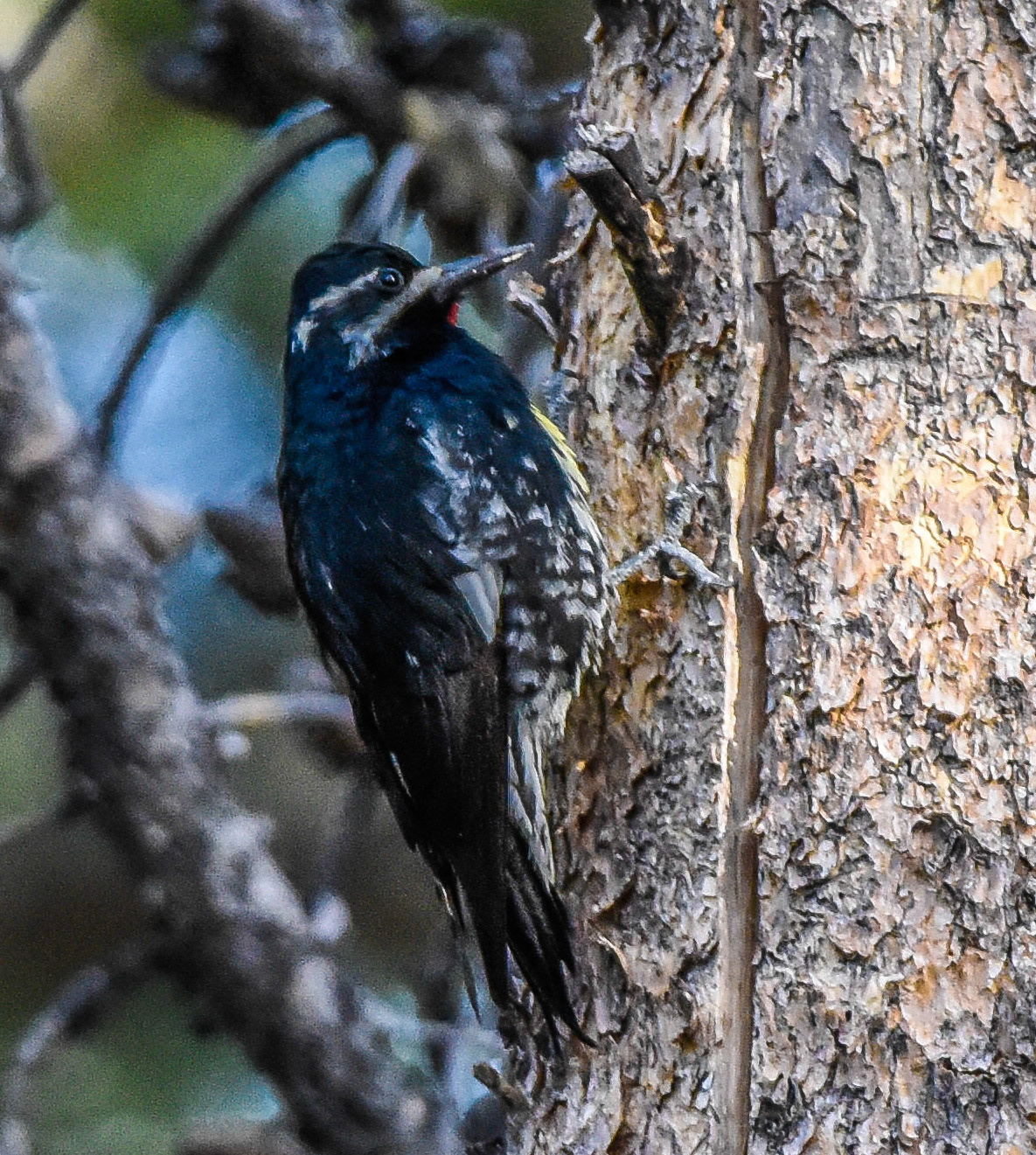 Williamsons Sapsucker*