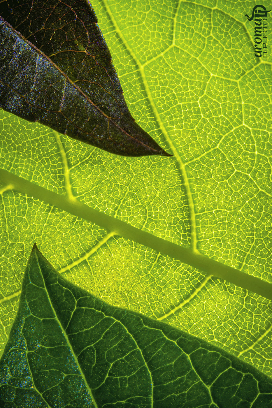 The Balance of Nature