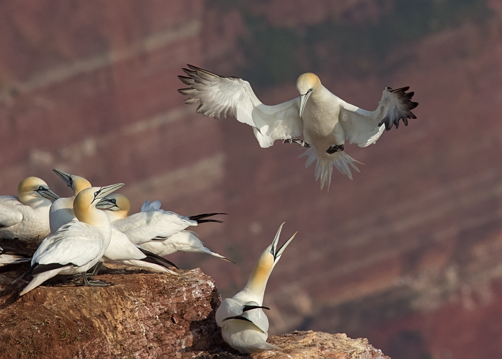 Jan-van-Genten - Gannet - Morus bassanus
