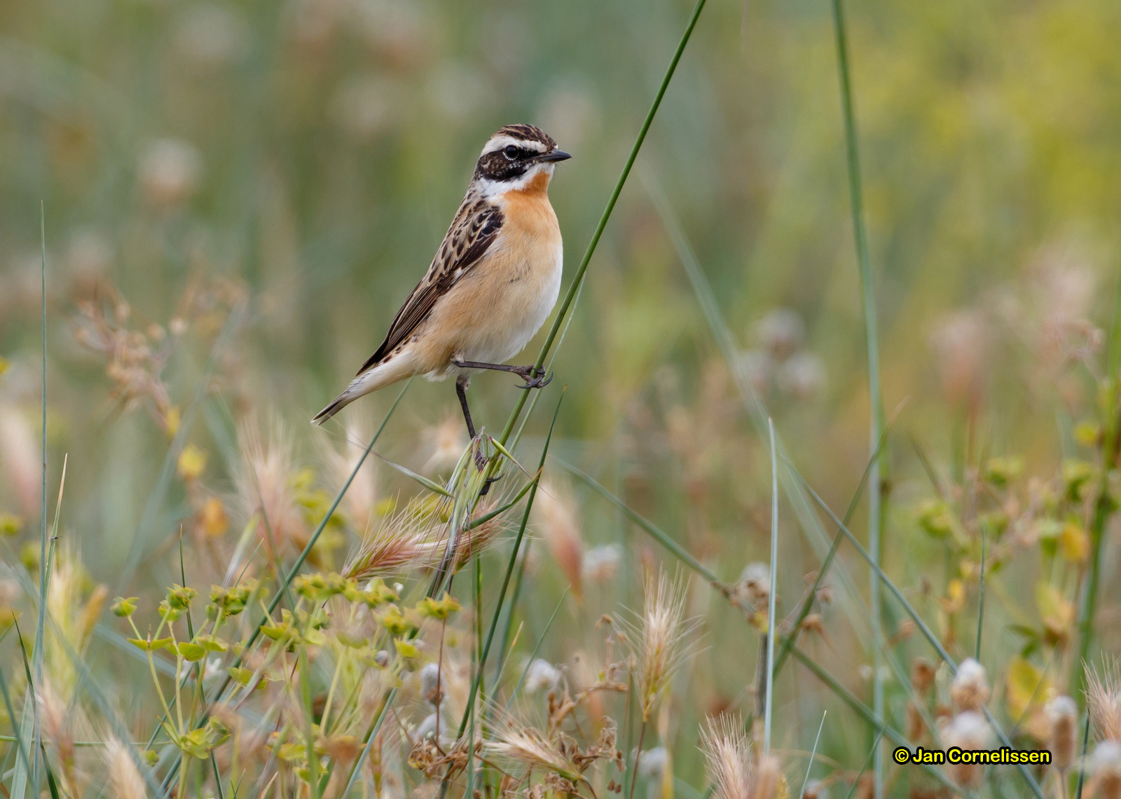 Paapje - Whinchat - Saxicola rubetra
