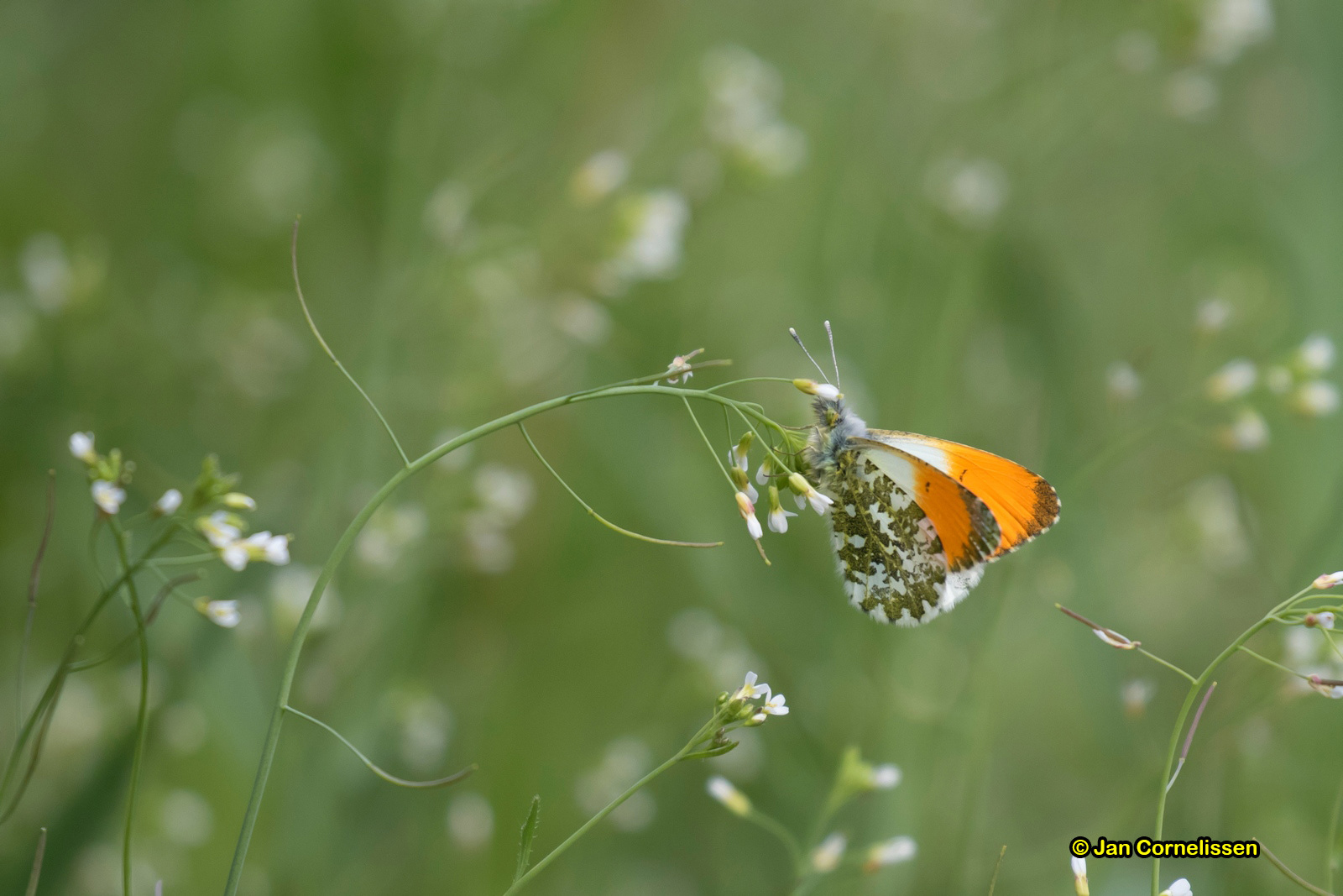 Oranje tipje - Anthocharis cardamines (Oberlausitz, D) 2017