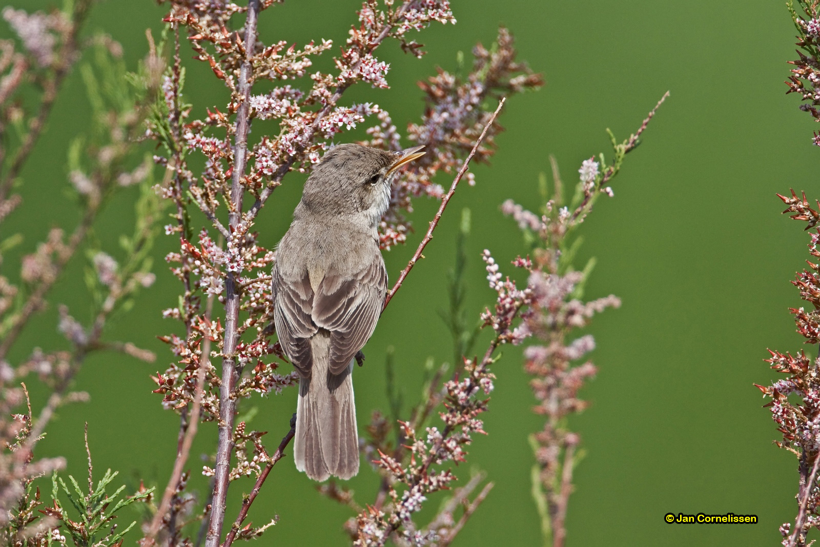 Vale spotvogel - Olivaceous Warbler - Hippolais pallida