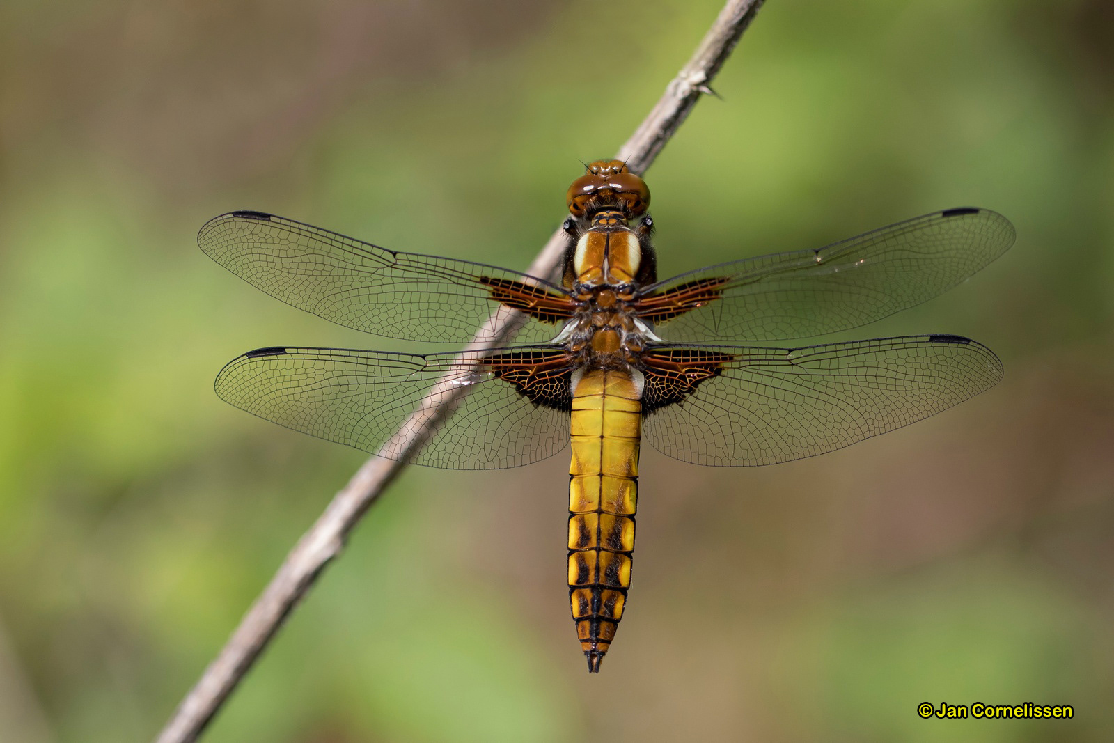 Platbuik ♂ - Libellula depressa (Pelt, B) 2020