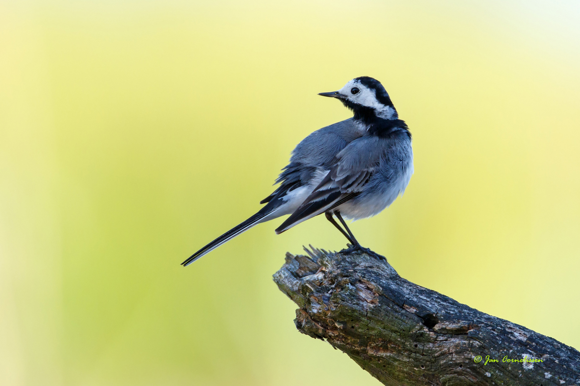 adult