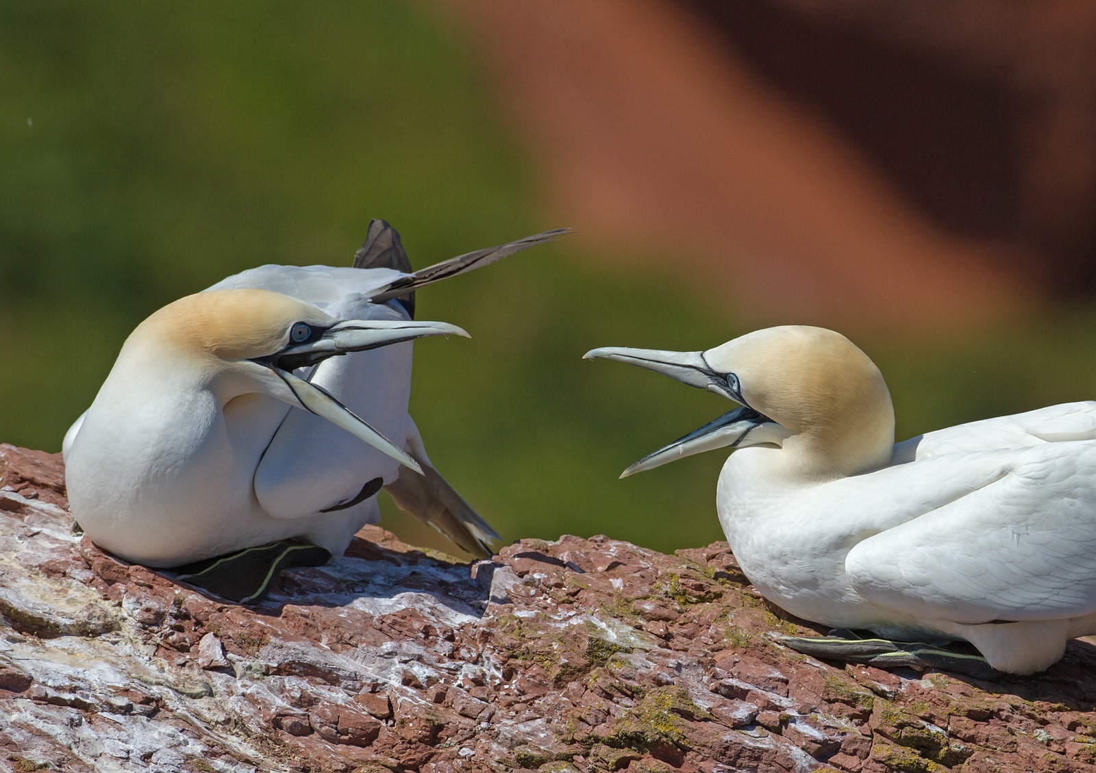 Jan-van-Genten - Gannet - Morus bassanus