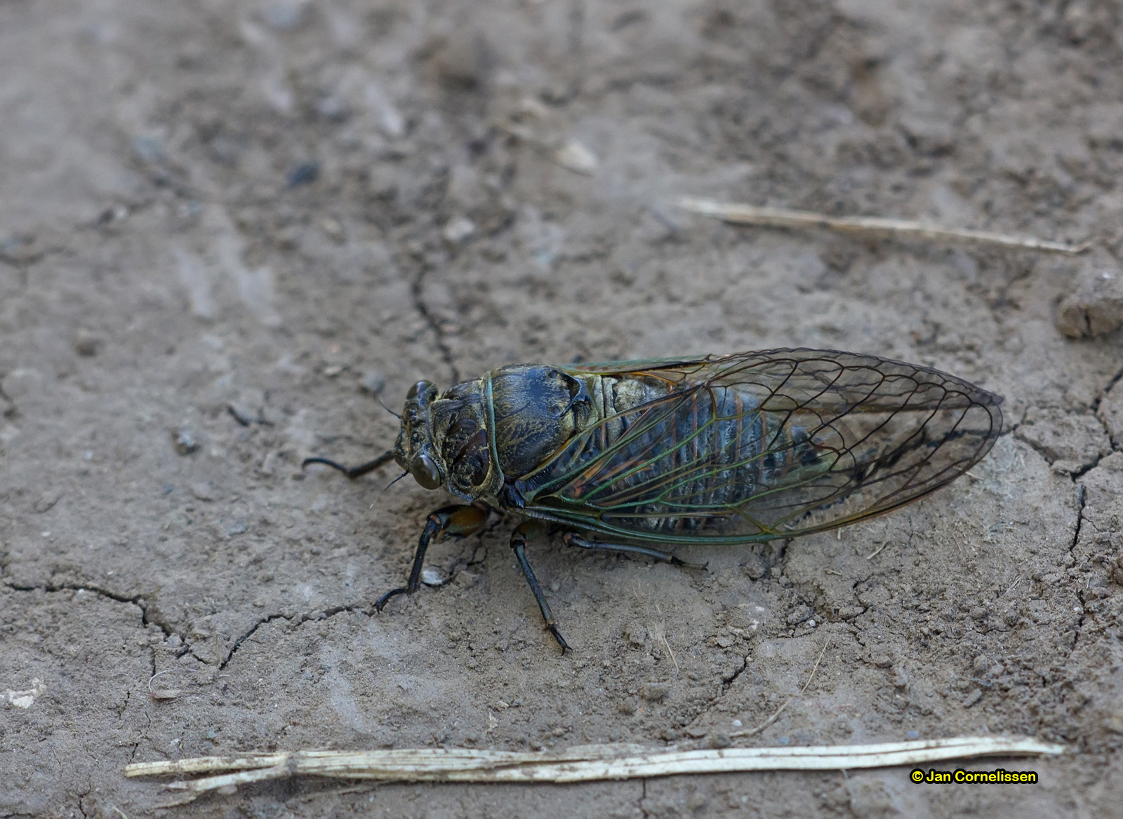 Provencaalse cicade - Lyristes plebejus (Donaudelta, RO) 2013